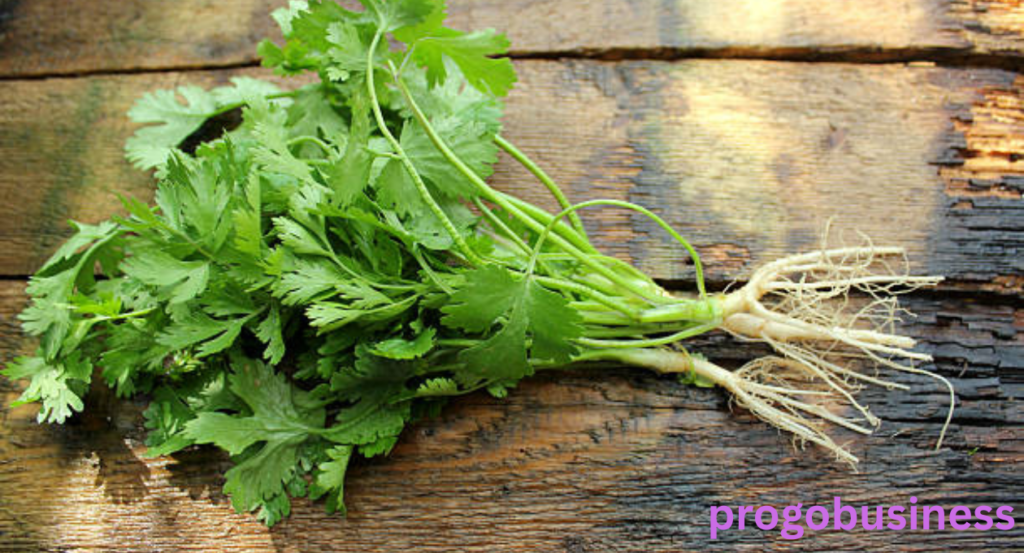 Cilantro Shortage 