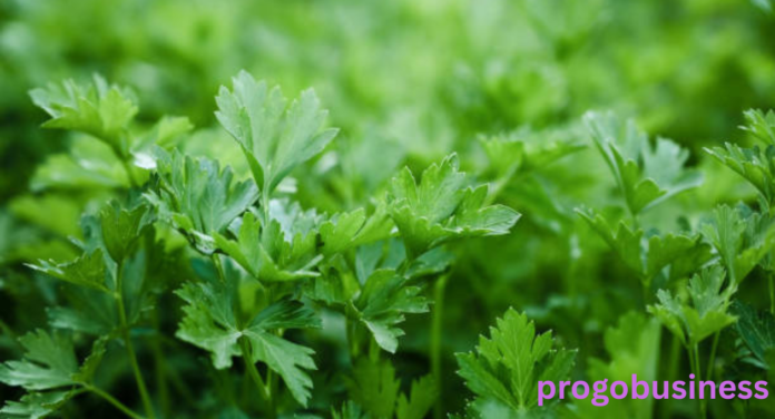 Cilantro Shortage